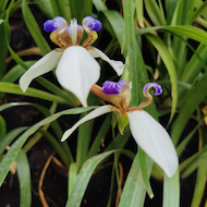 May Flowers Horticulture Installation 34